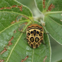 Picasso Bug