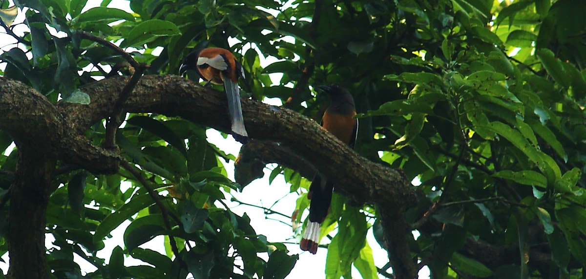 Rufous Treepie