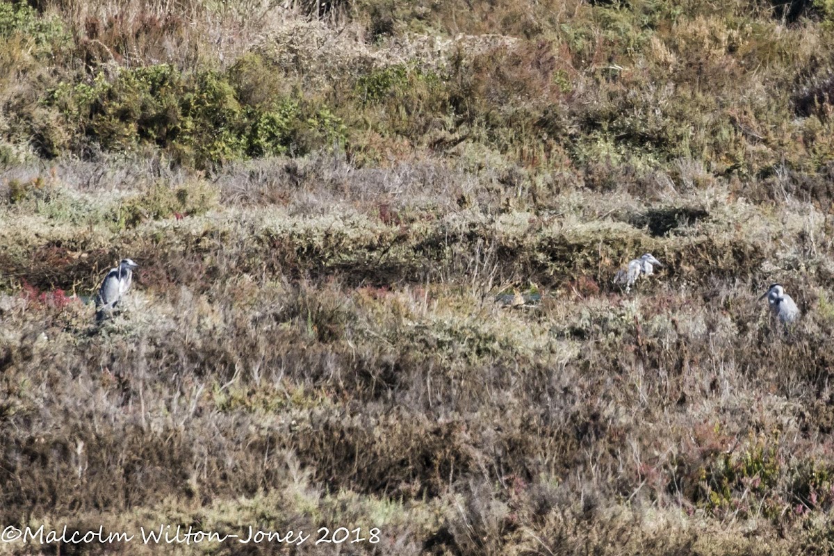 Grey Heron