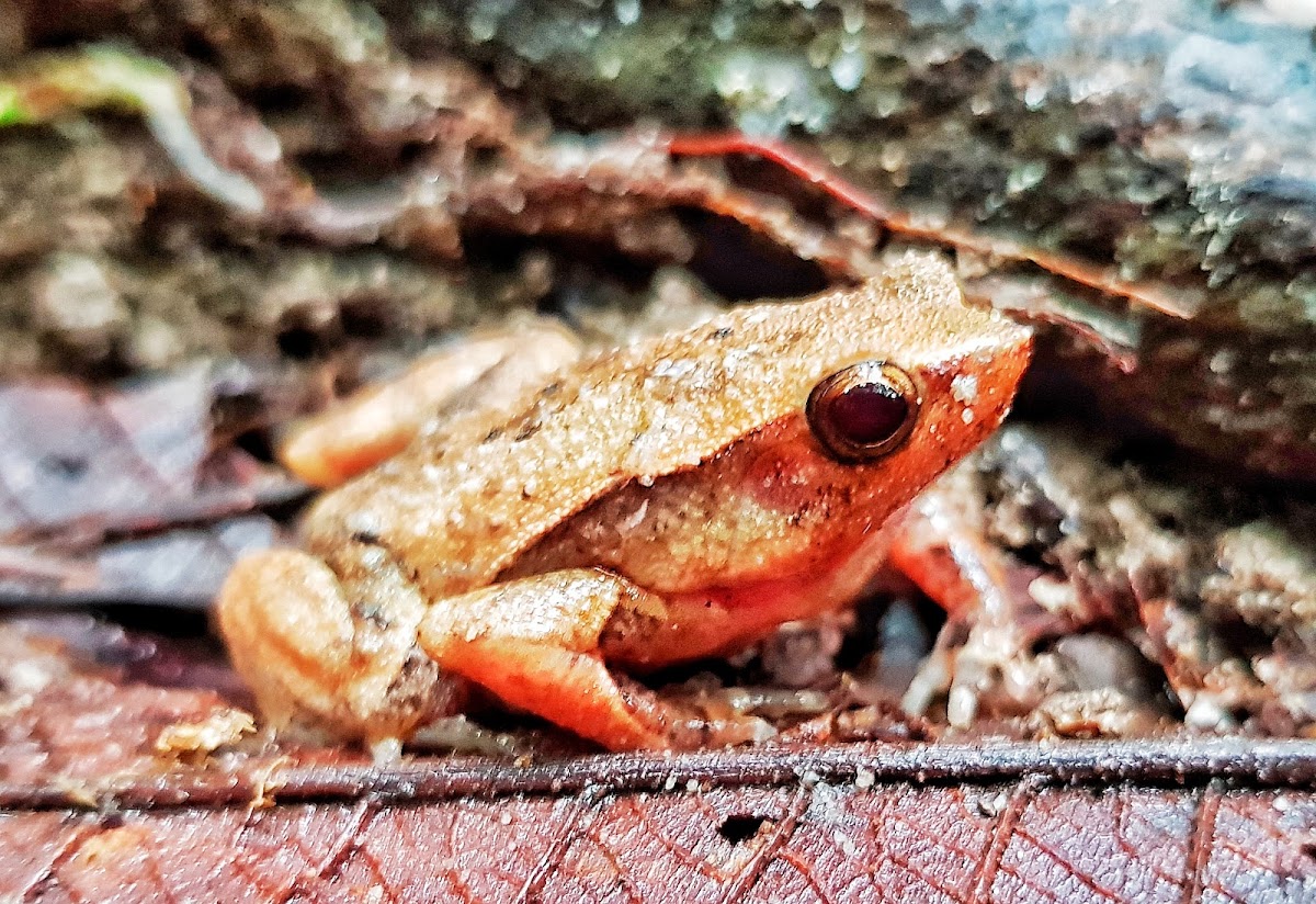 Bornean Sticky Frog