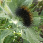 Salt marsh moth