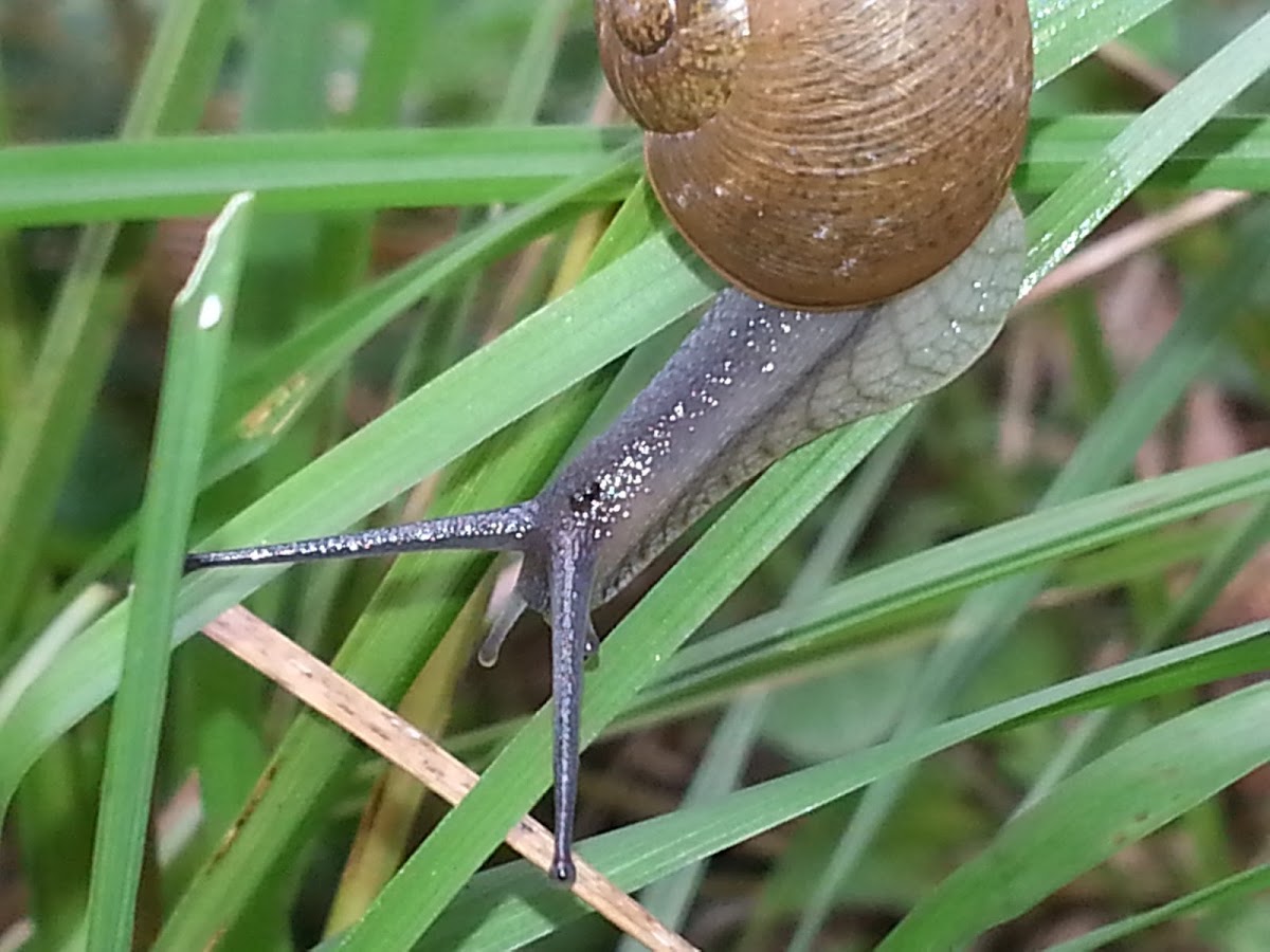 Snail , posib edemic to Cuba