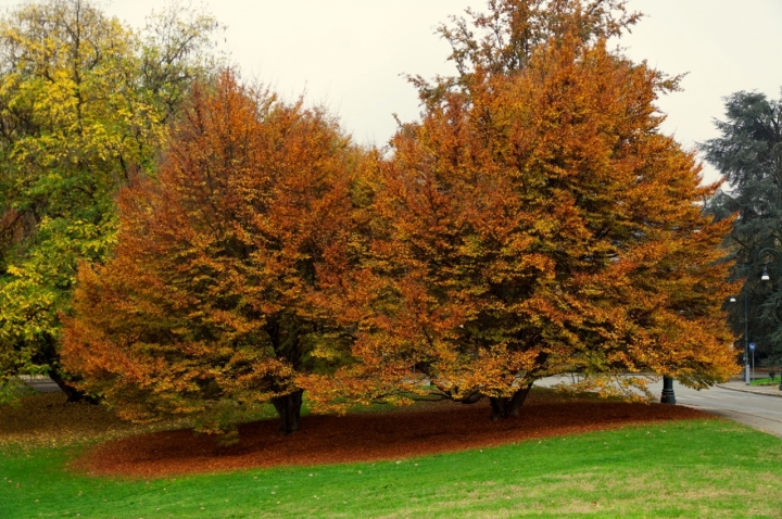 GEMELLI di Acamuca