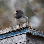 Dark Eyed Junco