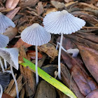 Pleated Inkcap