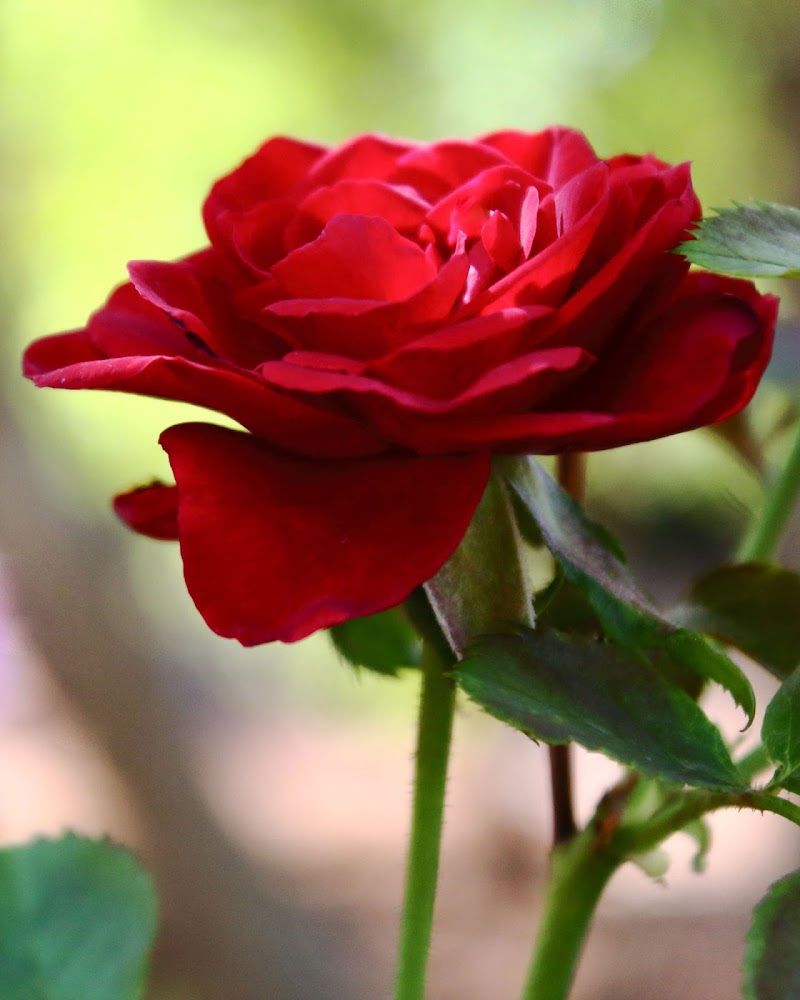 La rosa del mio giardino di gocciazzurra