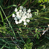 queen annes lace