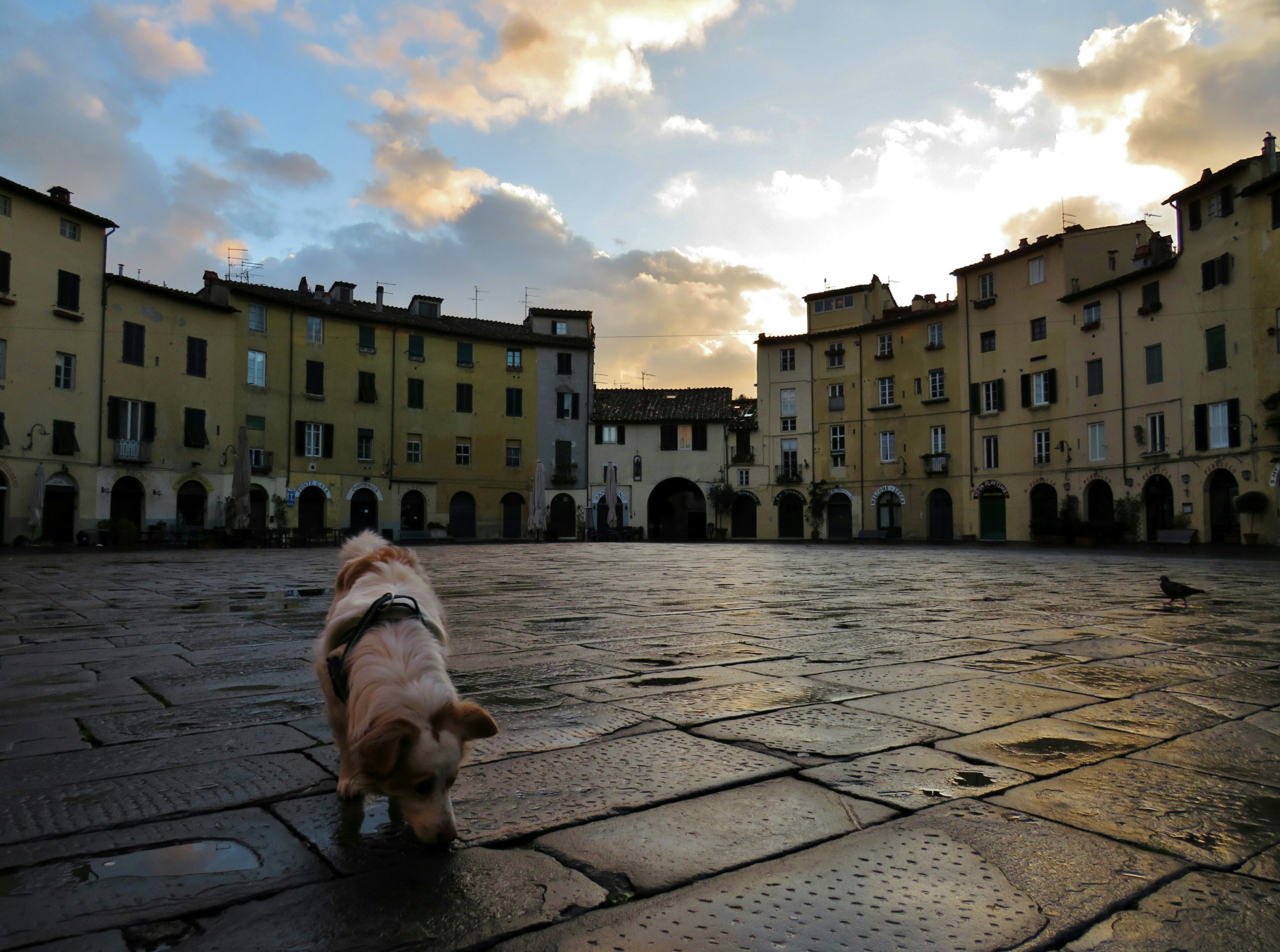 Fiuto in piazza  di Giorgio Lucca