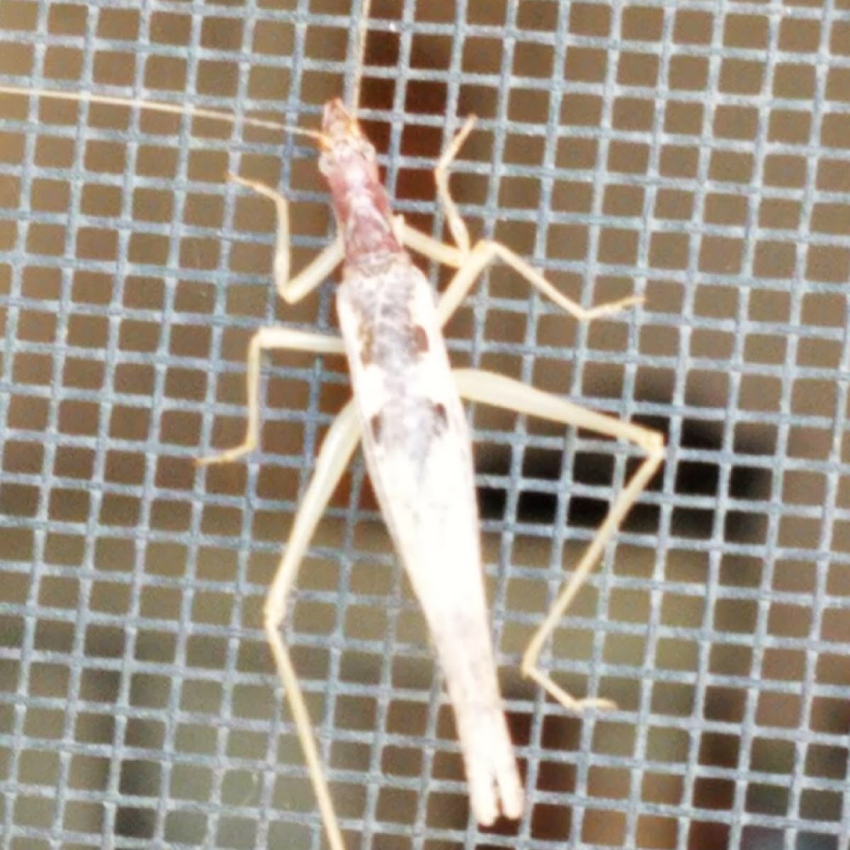 Two-spotted Tree Cricket female