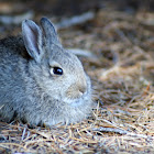 Mountain Cottontail