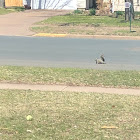 Eastern Gray Squirrel