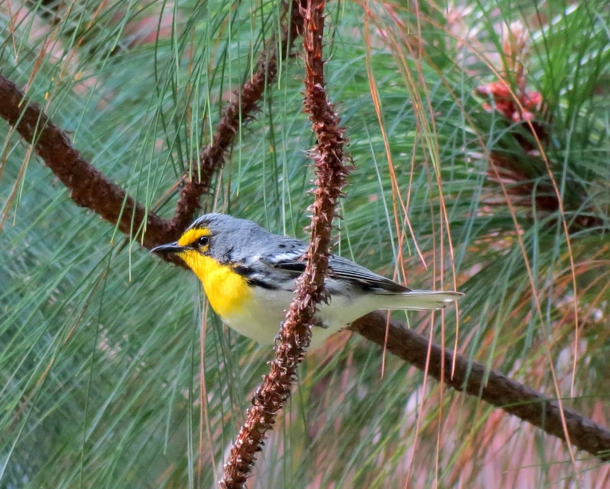 Grace's Warbler