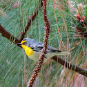 Grace's Warbler