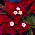 Bougainvillea