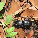 Black Ground Beetle