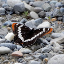 Lorquin's Admiral