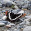 Lorquin's Admiral