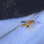 Golden Yellow Chalcid Wasp