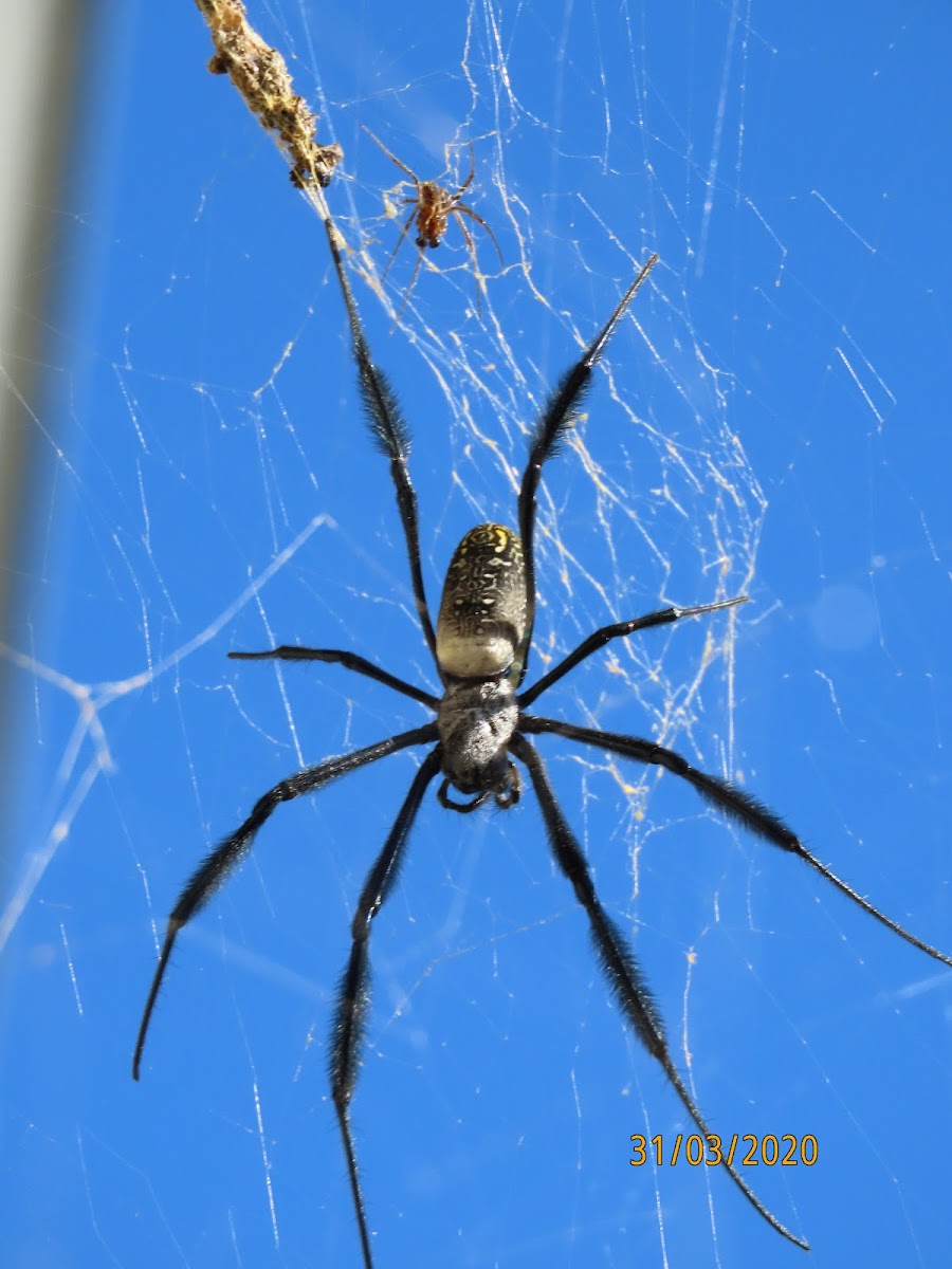 Orb spider