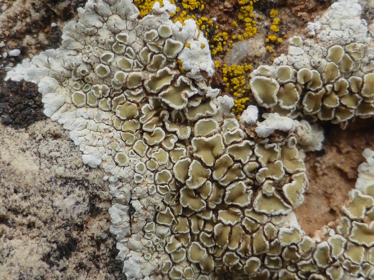 Rim Lichen