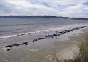 Pilot whales. File picture