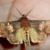 Walker's moth