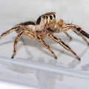 Pantropical Jumping Spider