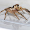 Pantropical Jumping Spider