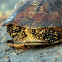 European Pond Turtle