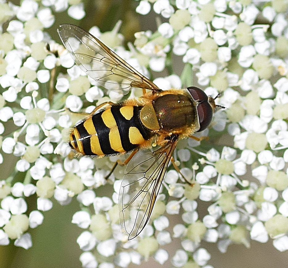 Hoverfly