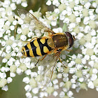 Hoverfly