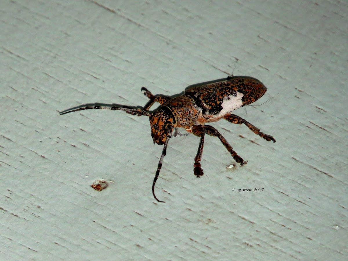 Flat-faced Longhorn Beetle