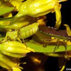 Mating Coreid Bugs