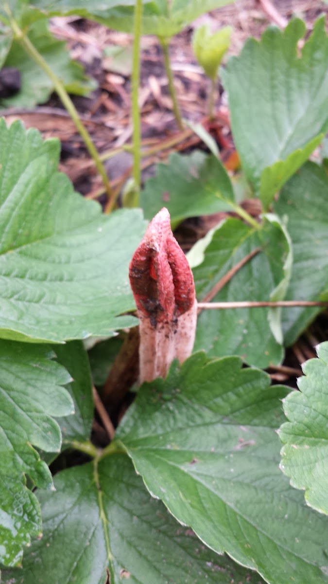 lantern stinkhorn, the small lizard's claw, or the ribbed lizard claw