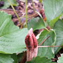 lantern stinkhorn, the small lizard's claw, or the ribbed lizard claw