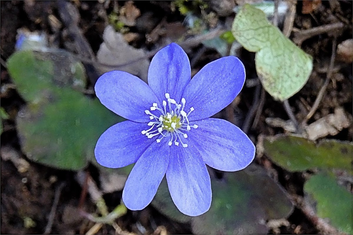 Common Hepatica