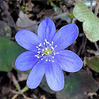 Common Hepatica