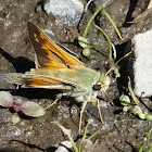 Juba skipper