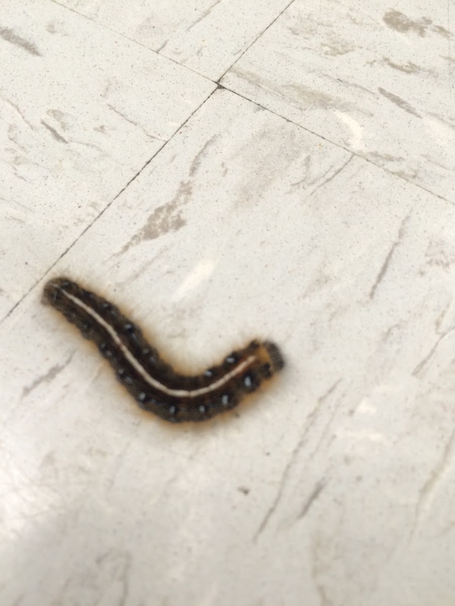 Eastern tent caterpillar