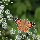 Painted Lady