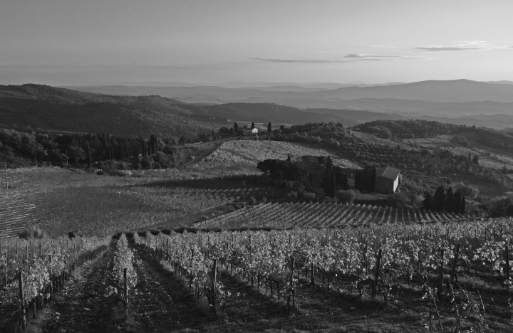 Colline Senesi di Damiano