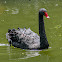 Cisne-Negro