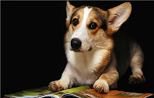 Welsh Corgi -Cardigan Themes & New Tab small promo image