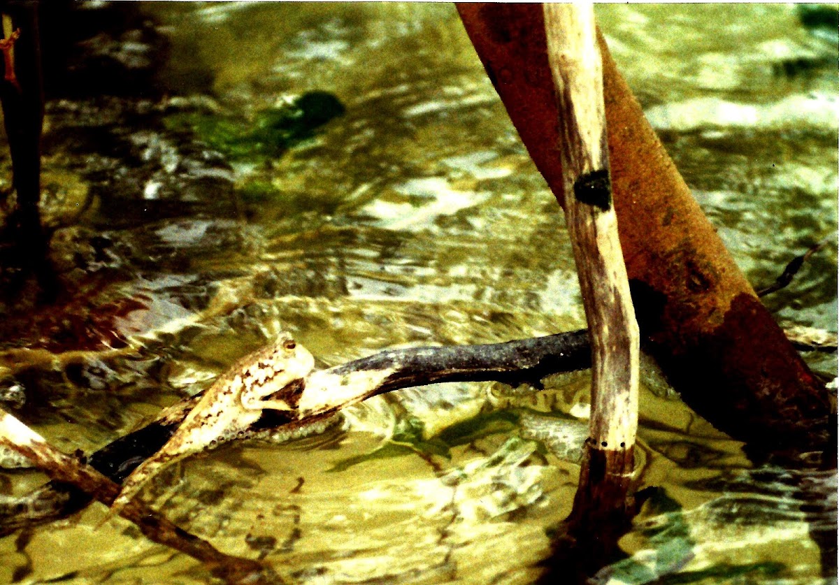 Mudskipper