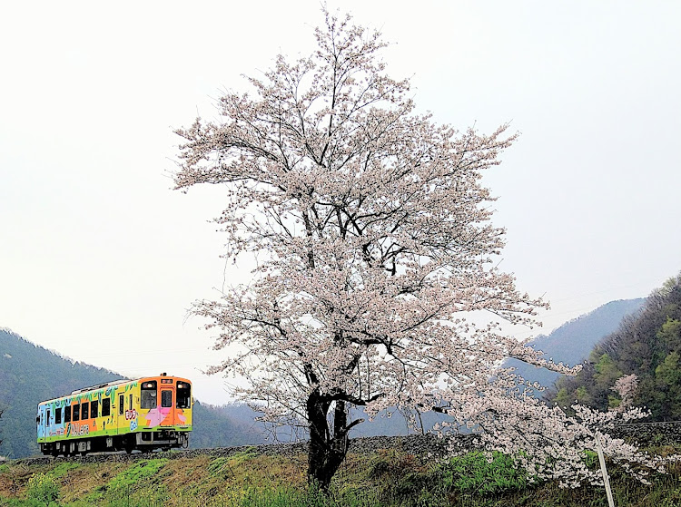 ウィッシュの車が好きな人と繋がりたい・写真が好きな人と繋がりたい・クルマ好きと繋がりたい・車写活・桜に関するカスタム事例の投稿画像5枚目