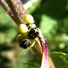 Twice-stabbed stink bug or Wee Harlequin Bug