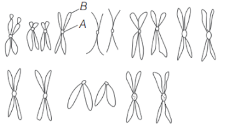 Mitosis and meiosis