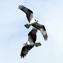 Osprey