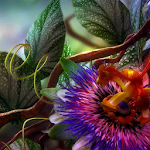 pretty flower wallpapers Apk