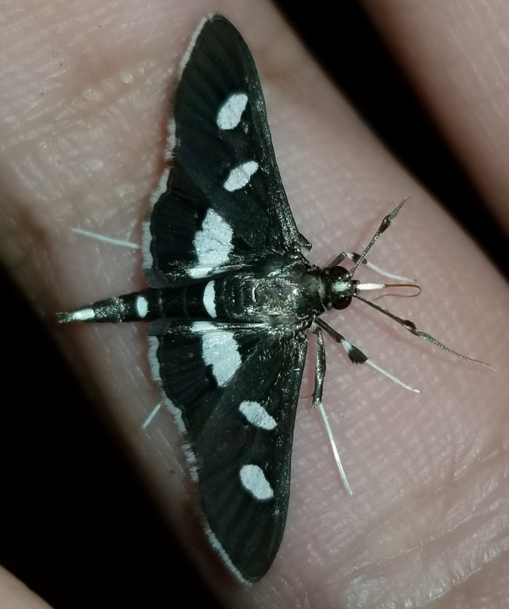 Grape leaffolder moth